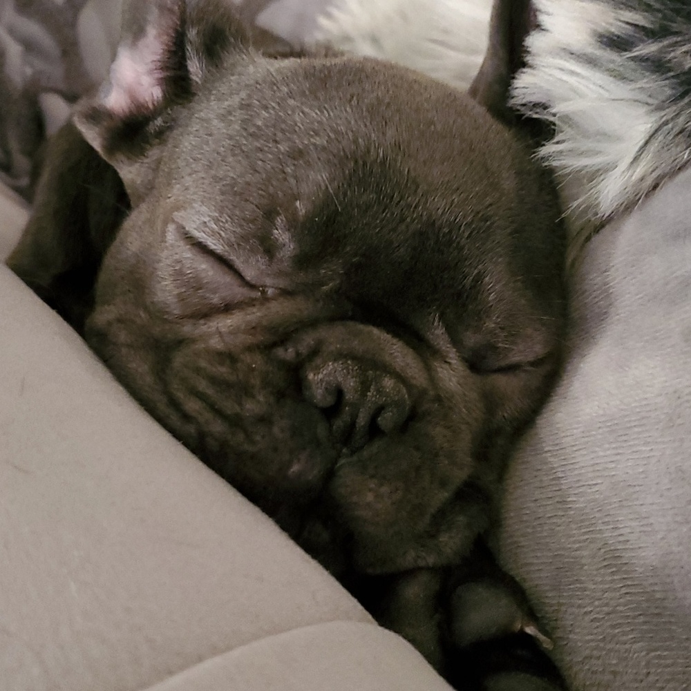 Meet your Posher, Lucy